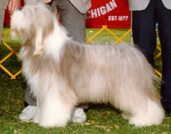 Alfie - Can.Am Ch. Moonhill Classic Treasure